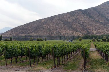  Bağ Şili şaraphane Santa Rita.