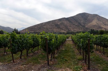  Bağ Şili şaraphane Santa Rita.