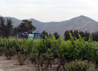  Bağ Şili şaraphane Santa Rita.