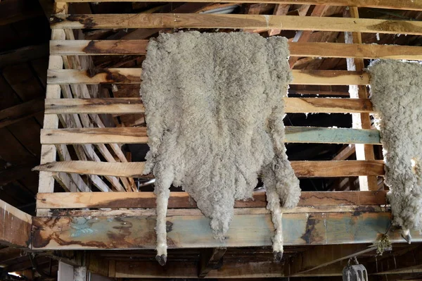 Sheepskins drying in the barn farm estates Harberton. — Stock Photo, Image