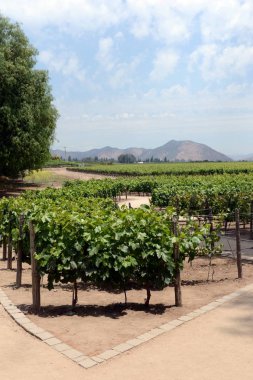  The vineyard of the winery 