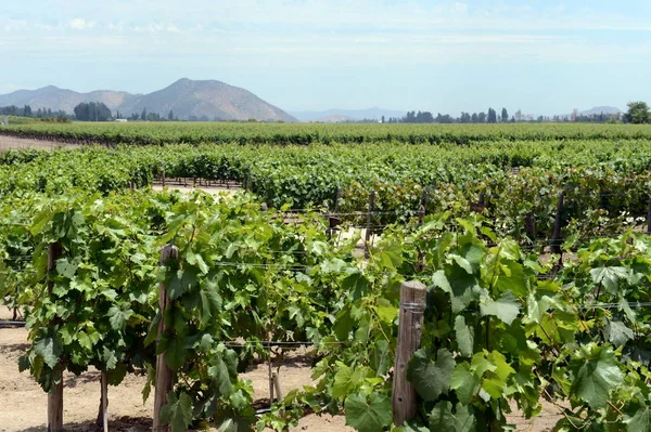 Le vignoble de la cave "Concho y Tora " — Photo