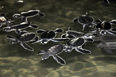 Çiftlikte yeni doğan kaplumbağalar.