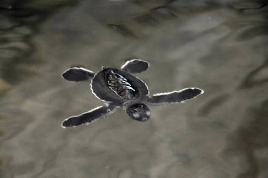 Çiftlikte yeni doğan kaplumbağalar.