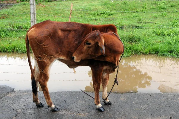 Vițel de pe insula Sri Lanka . — Fotografie, imagine de stoc