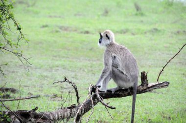 Püsküllü gri Langur (Semnopithecus priam thersites) Sri Lanka Adası yağmurda.