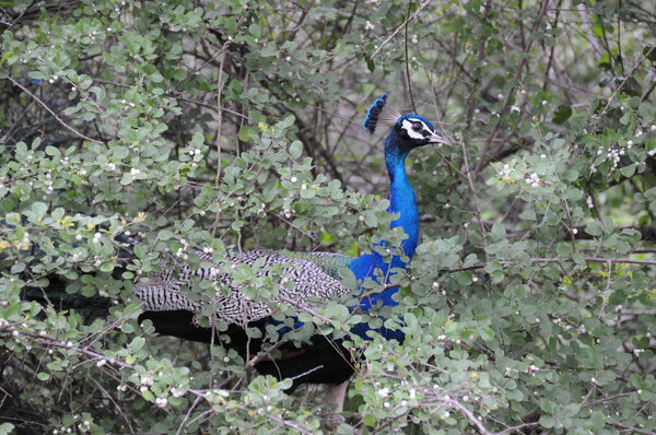 Peacock (Pavo Cristatus) at Yala national Park.