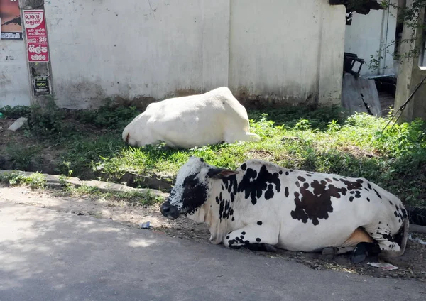 Krowy na ulicach Colombo. — Zdjęcie stockowe