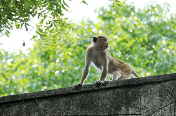 Toque Macaques toilettage . — Photo