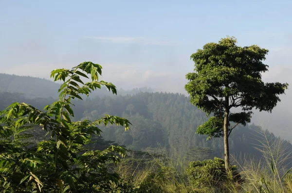 Mañana en las montañas de Sri Lanka en Kandy . — Foto de Stock