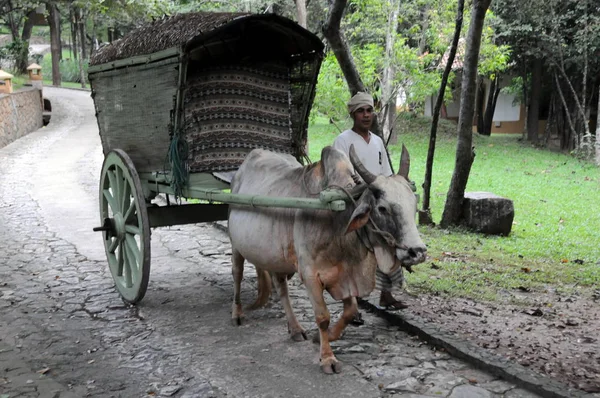 Bir Buffalo Sri Lanka Adası sürücü.