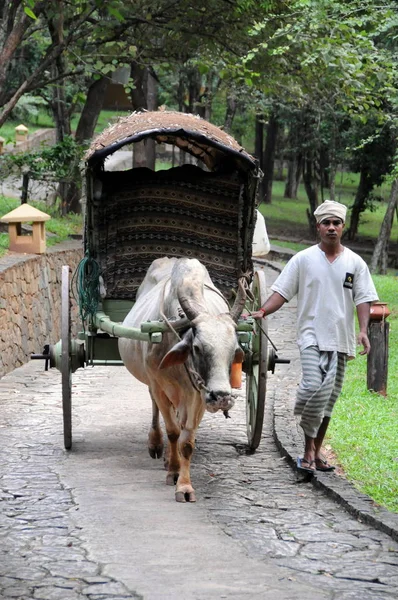 Kierowca z Buffalo na wyspie Sri Lanka. — Zdjęcie stockowe