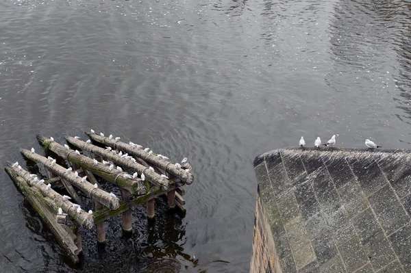伏尔塔瓦河上的海鸥. — 图库照片