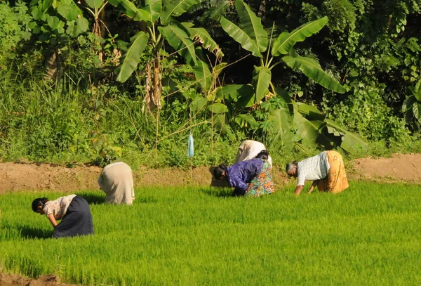 Kobiet uprawiane pole na wyspie Sri Lanka. — Zdjęcie stockowe