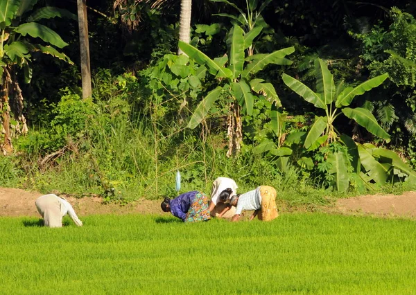 Mulheres cultivam campo na ilha do Sri Lanka . — Fotografia de Stock