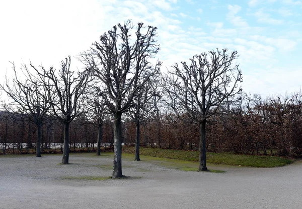 Viyana'da schnbrunn Palace Park. — Stok fotoğraf
