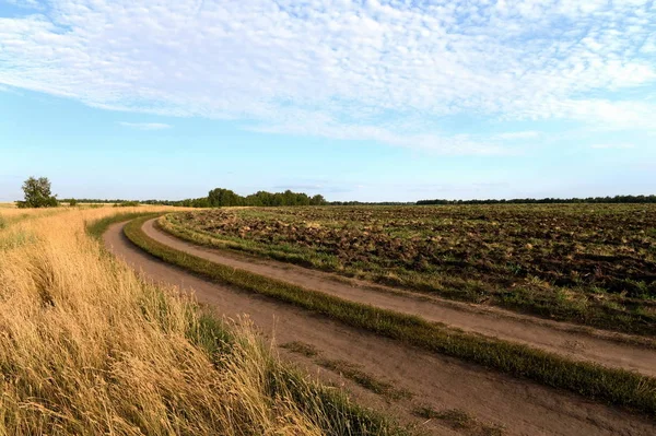  Yaz manzara Altay topraklarının Mamontovsky bölgesinde.