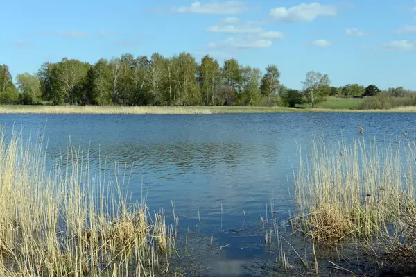 Lac Bolshoe Ostrovnoe. Région de l'Altaï . — Photo