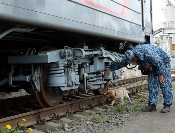 Kontrolleur-Hundeführer mit Hund begutachtet Eisenbahnwaggon. — Stockfoto