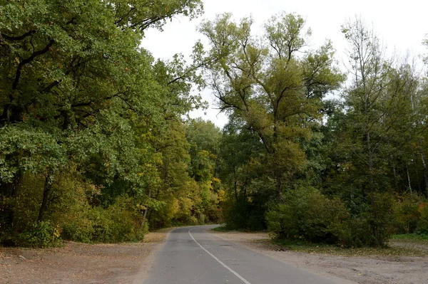 Orman yoluyla sonbahar yol.