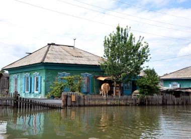 Sel. Nehri kıyılarından ortaya çıkan, Ob, kentin eteklerinde sular altında. Hayvancılık tepede kaçar.