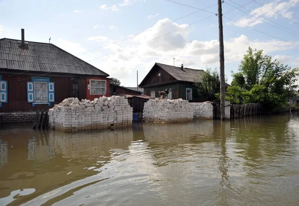 El perro durante la inundación. El río Ob, que surgió de las orillas, inundó las afueras de la ciudad . — Foto de Stock