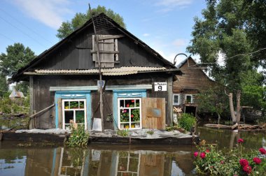  Bir kedi güneşte bir sel sırasında ısıtılır. Nehri kıyılarından ortaya çıkan, Ob, kentin eteklerinde sular altında..