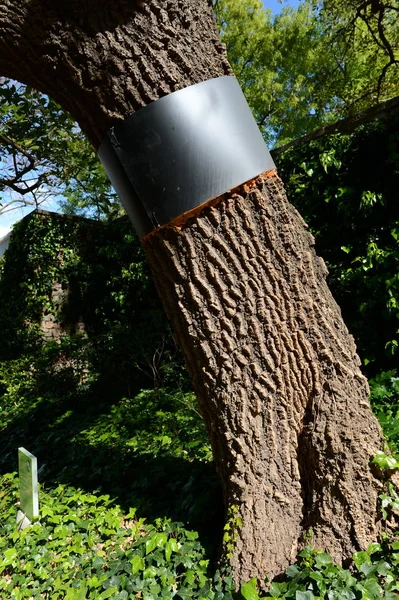 Зміцнення стовбур дерева в саду Maragal Барселоні. — стокове фото