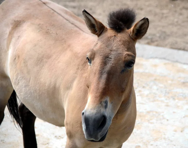 Cavallo di Przewalski (Equus przewalskii ) — Foto Stock