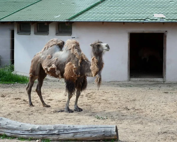 Onlinewsj Camelos bactrianos no zoológico de Moscou . — Fotografia de Stock