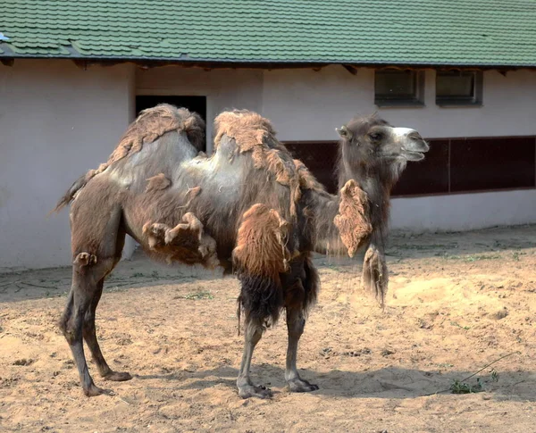 Onlinewsj Camelos bactrianos no zoológico de Moscou . — Fotografia de Stock