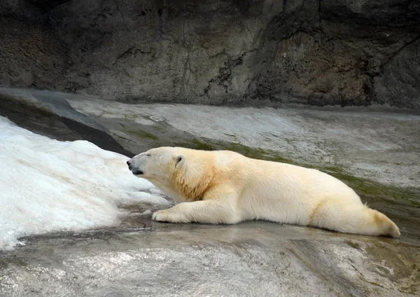 Orso polare allo zoo di Mosca . — Foto Stock