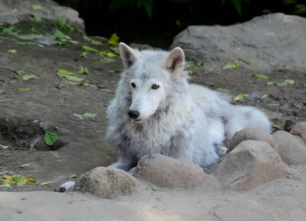 Lobo de Tundra no zoológico de Moscou . — Fotografia de Stock