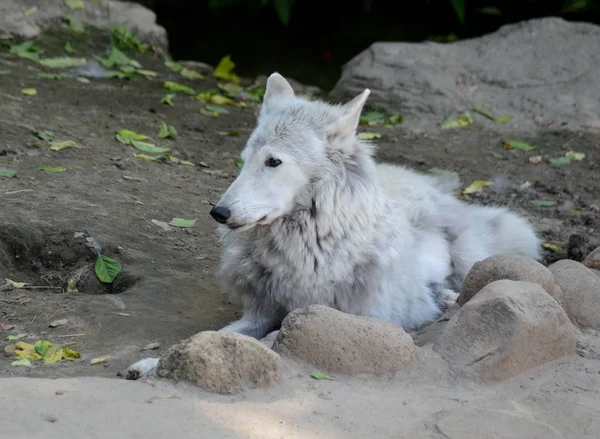 Lobo de Tundra no zoológico de Moscou . — Fotografia de Stock