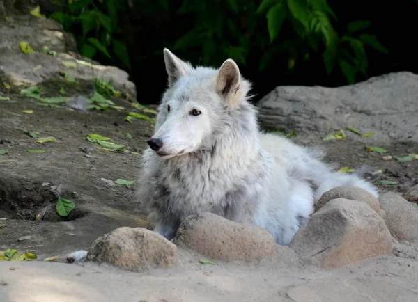Lobo de Tundra no zoológico de Moscou . — Fotografia de Stock