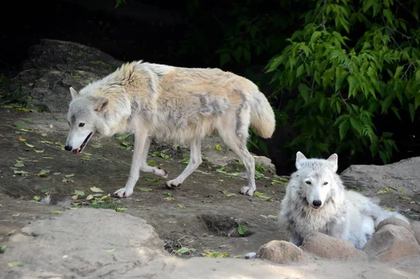 Lobo de Tundra no zoológico de Moscou . — Fotografia de Stock