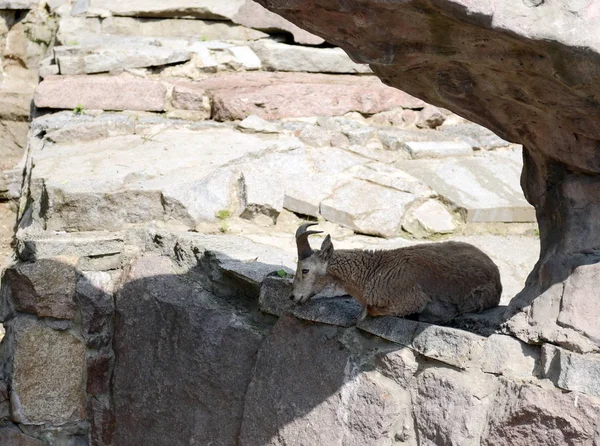 Daguestão (Vostochnobeisky) Tur (Capra cylindricornis são) no zoológico . — Fotografia de Stock