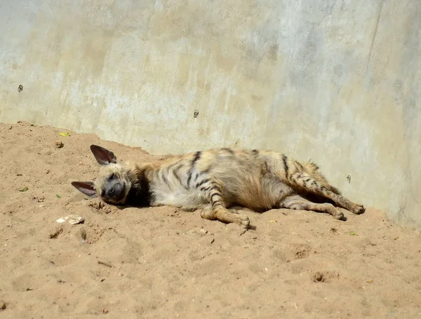 Striped hyena in the enclosure of the Moscow Zoo.