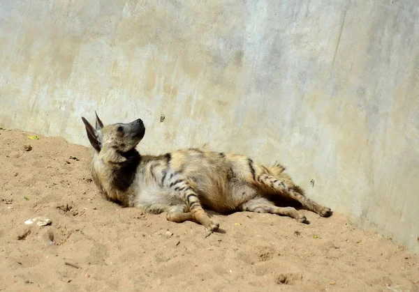 Stripet hyene i innhegningen av Moskva Zoo . – stockfoto