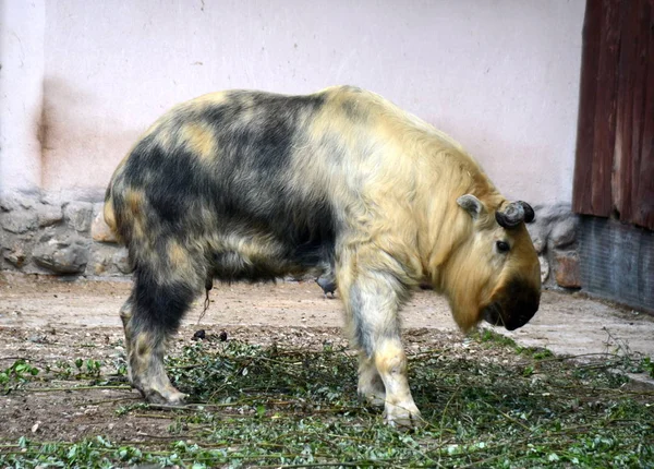 Takin no Zoológico de Moscou . — Fotografia de Stock