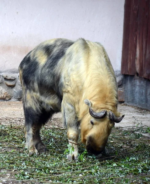 Takin no Zoológico de Moscou . — Fotografia de Stock