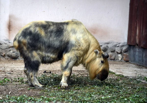 Takin en el zoológico de Moscú . — Foto de Stock