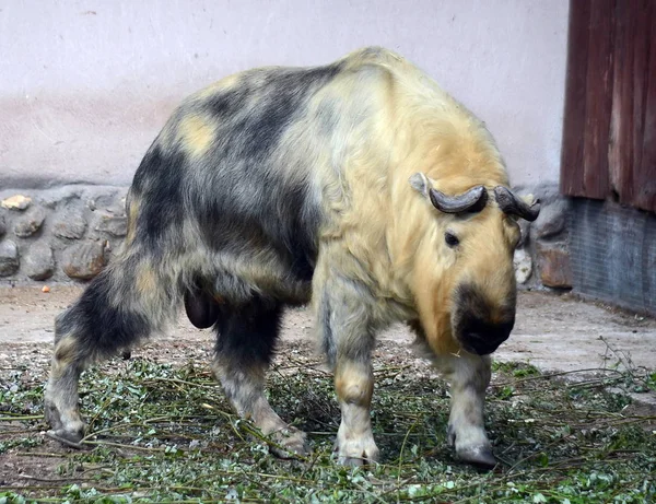 Biorący w Zoo Moskwa — Zdjęcie stockowe