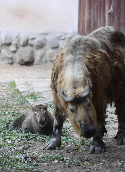 Takins dans le zoo de Moscou — Photo