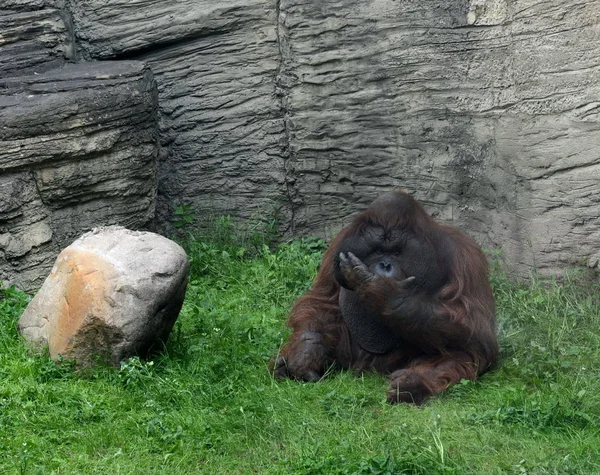 Borneo Orangután en el Zoológico de Moscú . —  Fotos de Stock