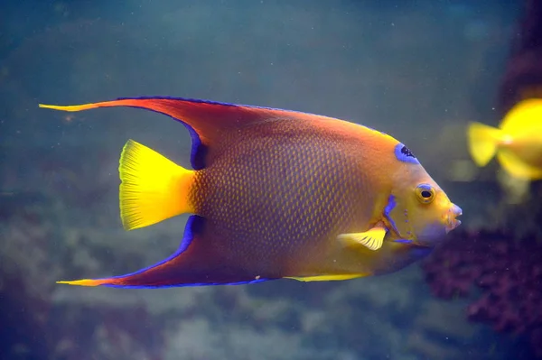 Fish Angel-Queen (Holocanthus ciliaris) en el acuario — Foto de Stock