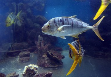  İçinde belgili tanımlık akvaryum altın taş ocağı (Gnathanodon speciosus).