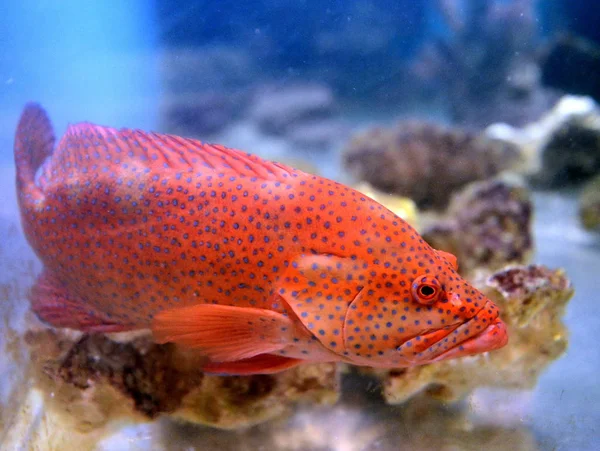 Mero rojo en el acuario . — Foto de Stock