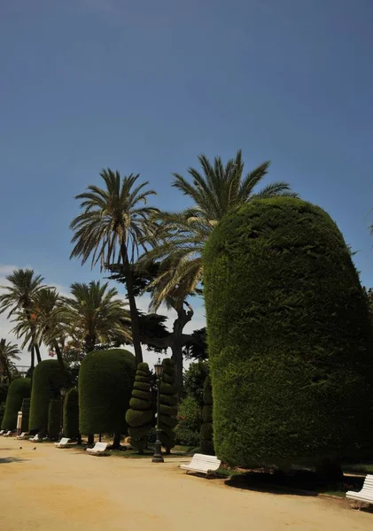 Parque Genoveses i den gamla delen av den maritima staden Cádiz. — Stockfoto