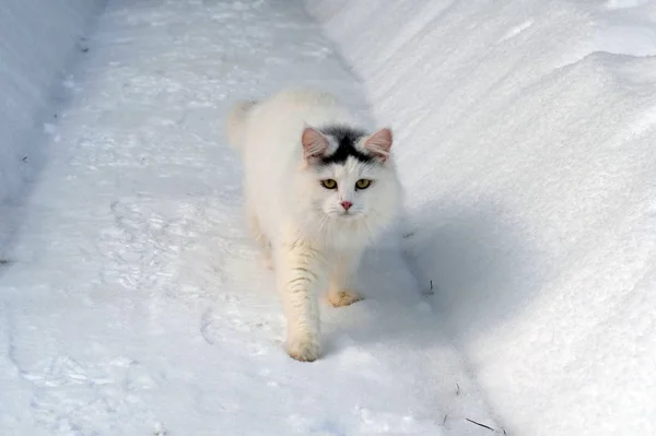 Gato blanco camina en un camino nevado — Foto de Stock